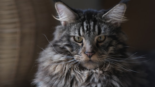 Chloé